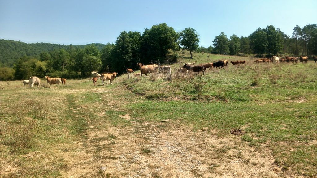 Santa Maria de Merlès - Salselles - Puigcercós